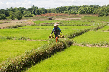 Rice tree in the paddy  fields with Sunshine in the morning
