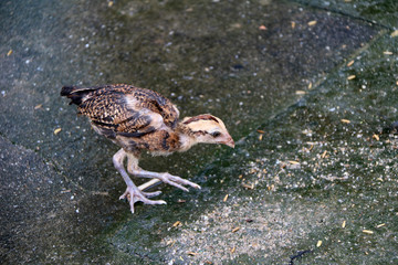 Beige brown  and black chick Looking for food, paddy is the chicken food on the floor.