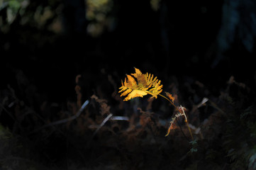 Lone fern in field in fall