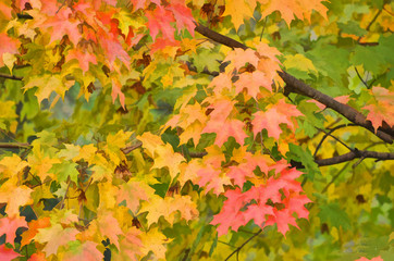 Naklejka na ściany i meble Fall leaves maple tree