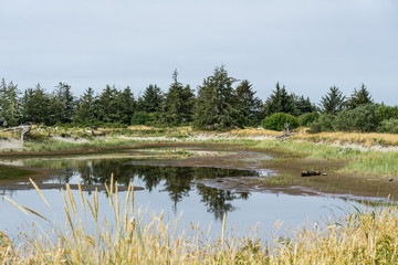 Yang spruce forest reflection in the small puddle.