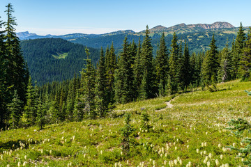 alpine field fresh green meadows and blooming flowers and forest green mountain tops in the background