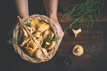 Female hands holding a basket with forest mushrooms chanterelles on a dark background - obrazy, fototapety, plakaty