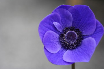 Anemone Poppy - Deep Purple