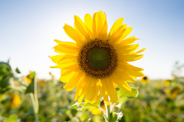 Sunflower flowers grow on nature