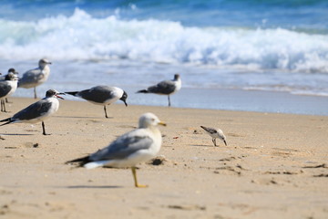 SeaGull