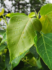 Close up light green heart shape "Pho" Buddhist tree leaf with rain water drops