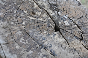 Stump texture background