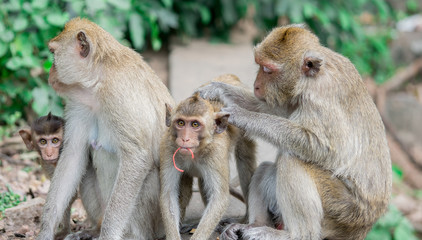 Brown monkeys happy family