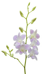 Fototapeta na wymiar Orchid flowers drops of dew is Beautiful orchid flowers.