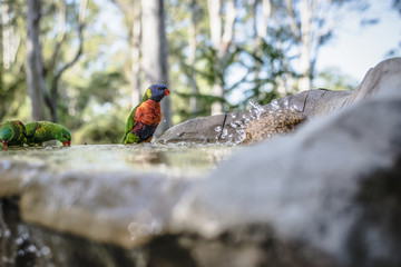 Rainbow lorikeets outside during the day.