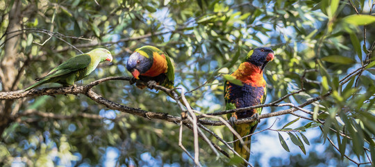 Rainbow lorikeets outside during the day.
