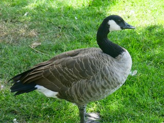 Canadian Goose in the Park