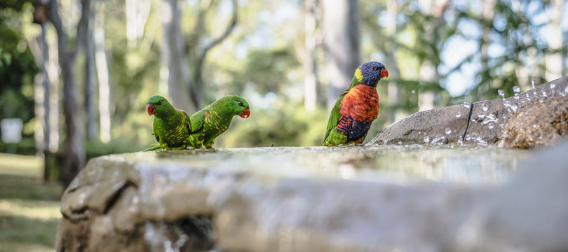 Rainbow lorikeets outside during the day.