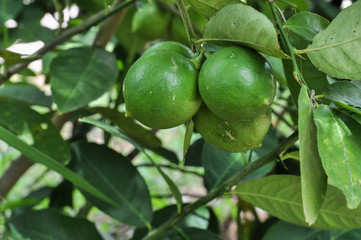 Lemon on the tree, lime