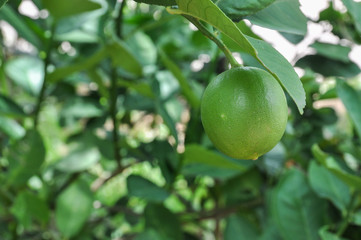 Lemon on the tree, lime