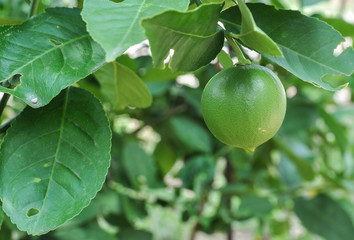 Lemon on the tree, lime