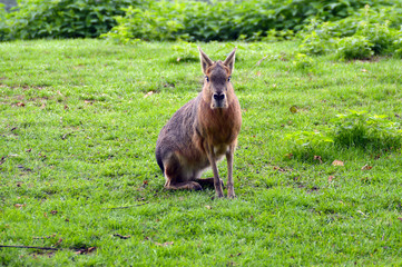 Patagonian mara close