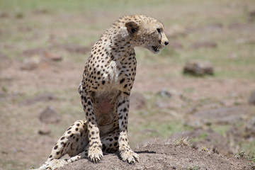 Cheetah (Acinonyx jubatus)
