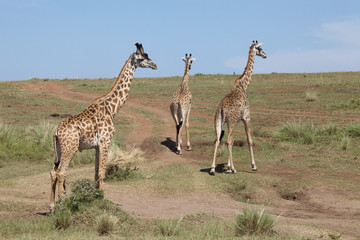 Giraffe (Giraffa camelopardalis)