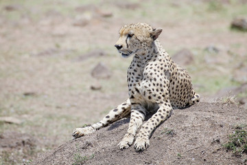 Cheetah (Acinonyx jubatus)