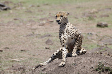 Cheetah (Acinonyx jubatus)