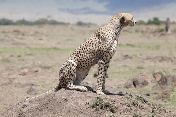 Cheetah (Acinonyx jubatus)