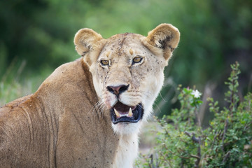 African lioness (Panthera leo)