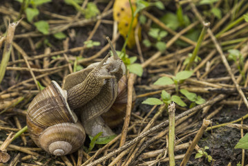 Two grape snail kiss