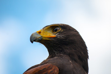 Vogelblick