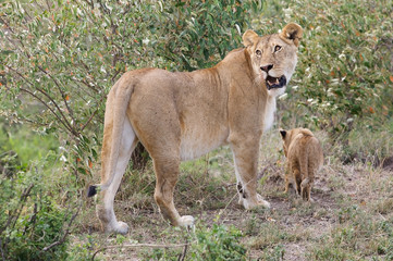 African lioness and cub (Panthera leo)