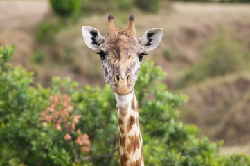 Giraffe (Giraffa camelopardalis)
