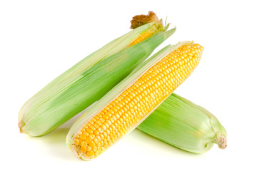 ear of corn isolated on a white background
