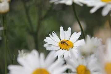 Obraz premium daisies