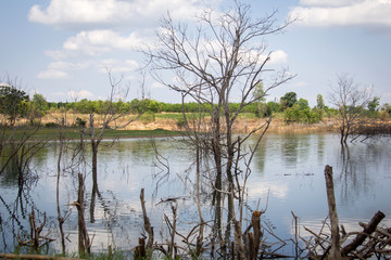 Fototapeta na wymiar Dead trees in reservoirs with low water levels in Thailand