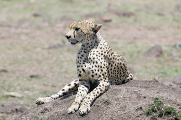 Cheetah (Acinonyx jubatus)