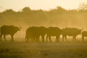 Buffalo herd in the sunset