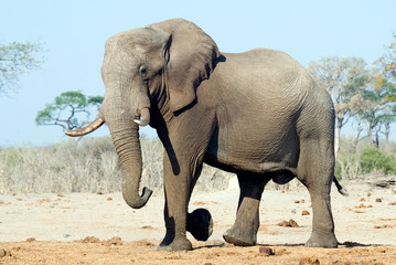 Fototapeta na wymiar African Elephant (Loxodonta africana)
