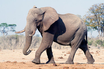 Elephant (Loxodonta africana)