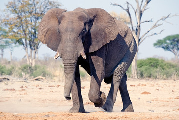 Obraz premium Elephant (Loxodonta aficana)