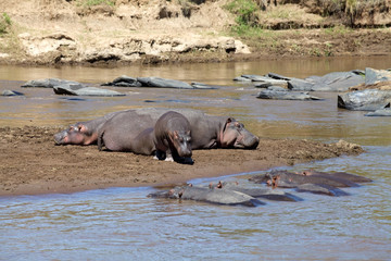 Hippopotamus (Hippopotamus amphibius)