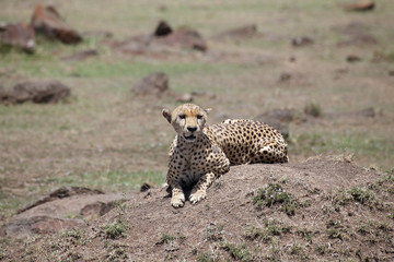 Cheetah (Acinonyx jubatus)