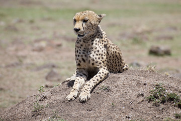 Cheetah (Acinonyx jubatus)