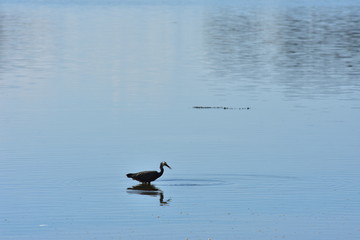 A heron wading in the shallows