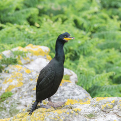      Great cormorant, bird on the cliff in Ireland 