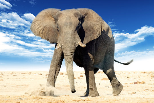 African elephant (Loxodonta africana)