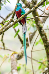 Flying Resplendent Quetzal, Pharomachrus mocinno, Savegre in Costa Rica, with green forest background. Magnificent sacred green and red bird. Action fly moment with Resplendent Quetzal. Birdwatching