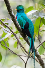 Flying Resplendent Quetzal, Pharomachrus mocinno, Savegre in Costa Rica, with green forest background. Magnificent sacred green and red bird. Action fly moment with Resplendent Quetzal. Birdwatching