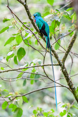 Flying Resplendent Quetzal, Pharomachrus mocinno, Savegre in Costa Rica, with green forest background. Magnificent sacred green and red bird. Action fly moment with Resplendent Quetzal. Birdwatching