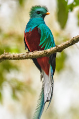 Flying Resplendent Quetzal, Pharomachrus mocinno, Savegre in Costa Rica, with green forest background. Magnificent sacred green and red bird. Action fly moment with Resplendent Quetzal. Birdwatching